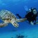 A diver swims next to a sea turtle under water